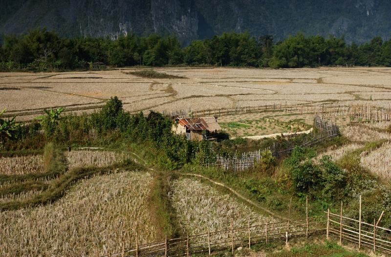 Laos: terraced rice fields