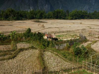 Laos: terraced rice fields