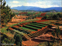 Viet Nam: Da Lat - 4 Seasons Vegetables